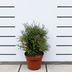 Tuja západná (Thuja occidentalis) ´MR . BOWLING BALL´ - výška 25-30 cm, kont. C3L